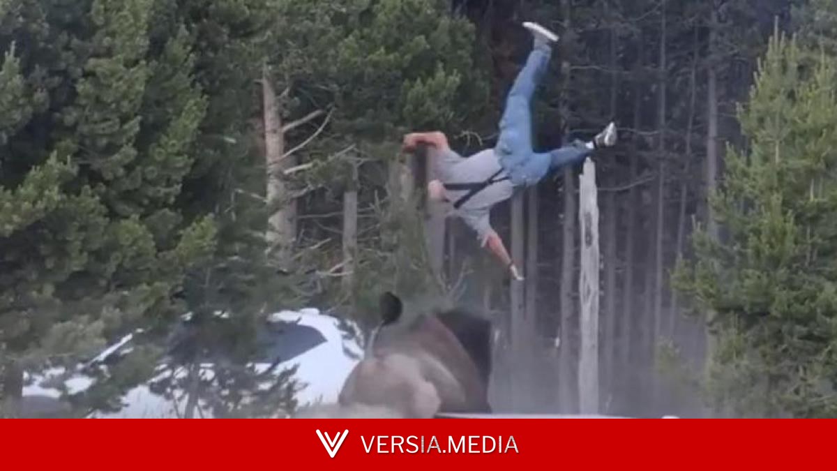 Herido de gravedad un turista tras ser embestido por un furioso bisonte en Yellowstone