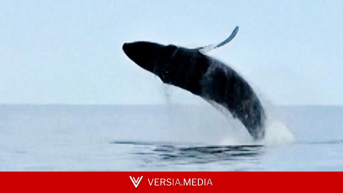 Una ballena jorobada y su cría sorprenden con un inusual avistamiento en el Ártico ruso