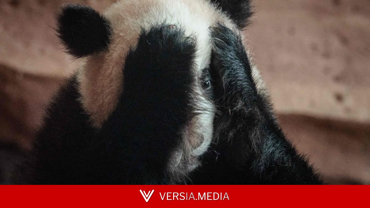 La cría de panda Rio, mundial de fútbol, protestas en Lima y más imágenes del día