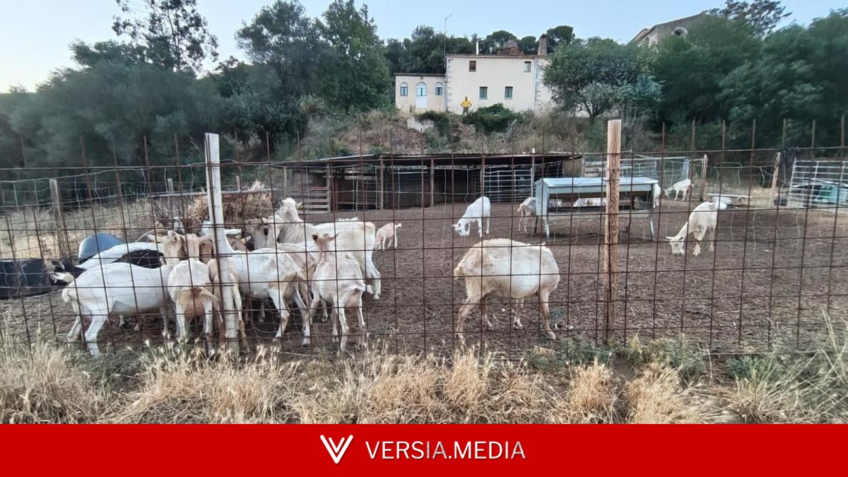 El pastor que salvó la masía del fuego de Les Gavarres gracias a su rebaño de cabras
