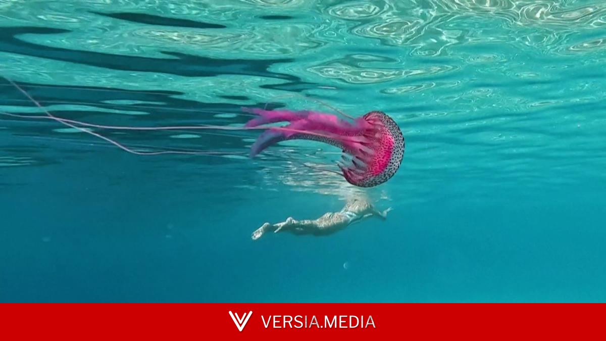 Así es la medusa Pelagia noctiluca, una de las especies más urticantes del Mediterráneo