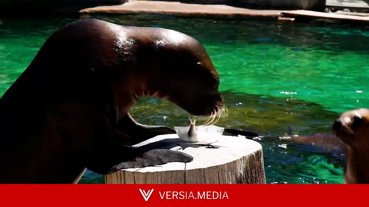 Aire acondicionado, duchas y helados para refrescar los animales del Zoo Aquarium de Madrid