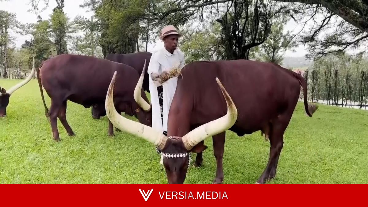 Vacas que escuchan poesía: el singular ritual real de Ruanda
